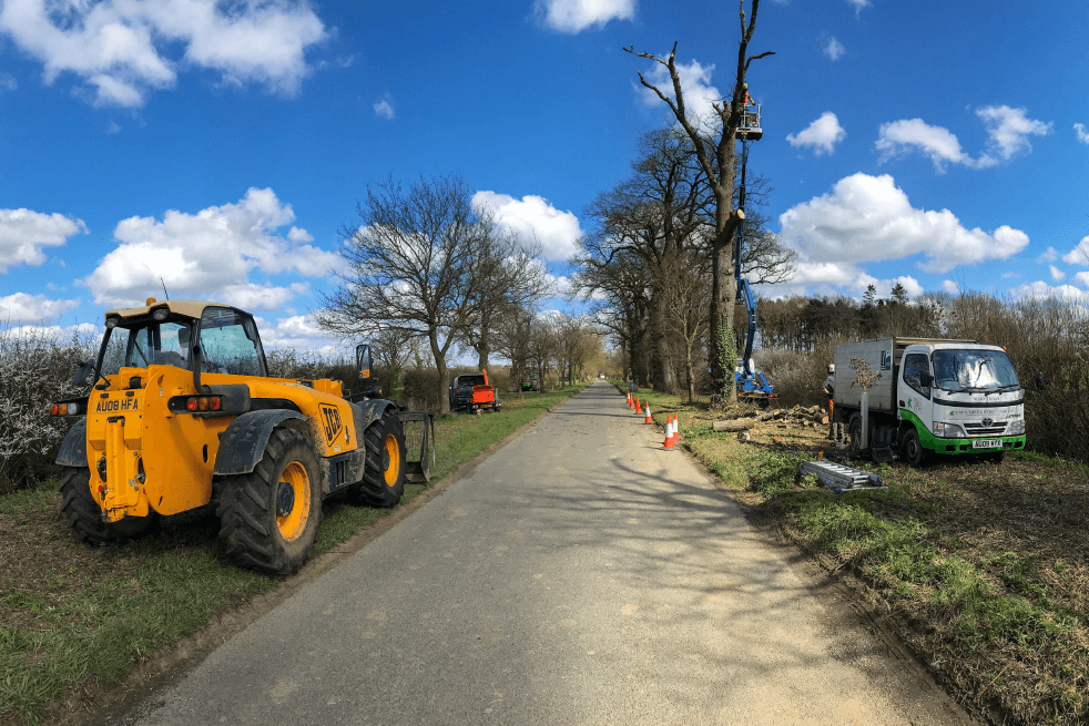 Tree removal