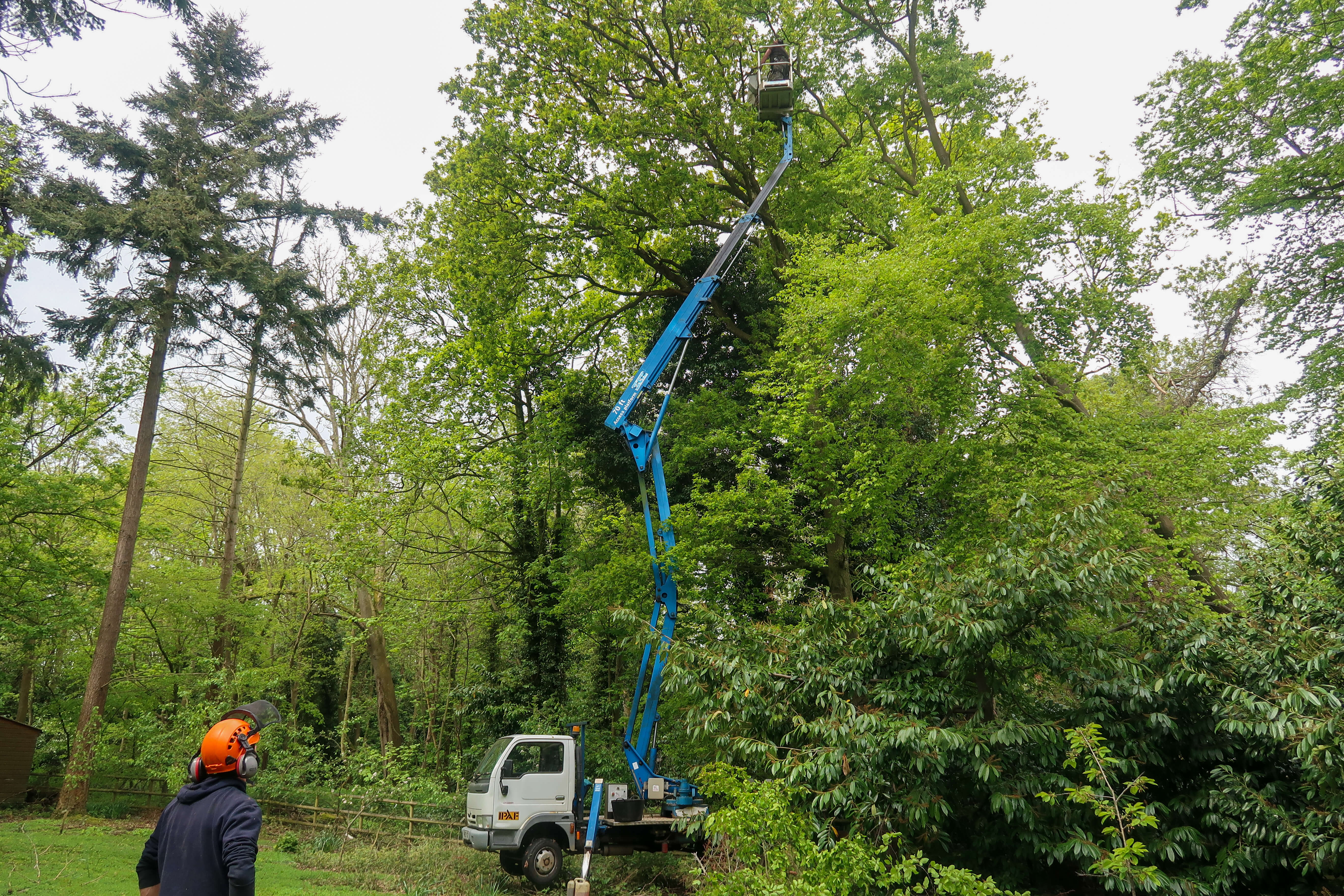 Eden Tree & Hedge Care