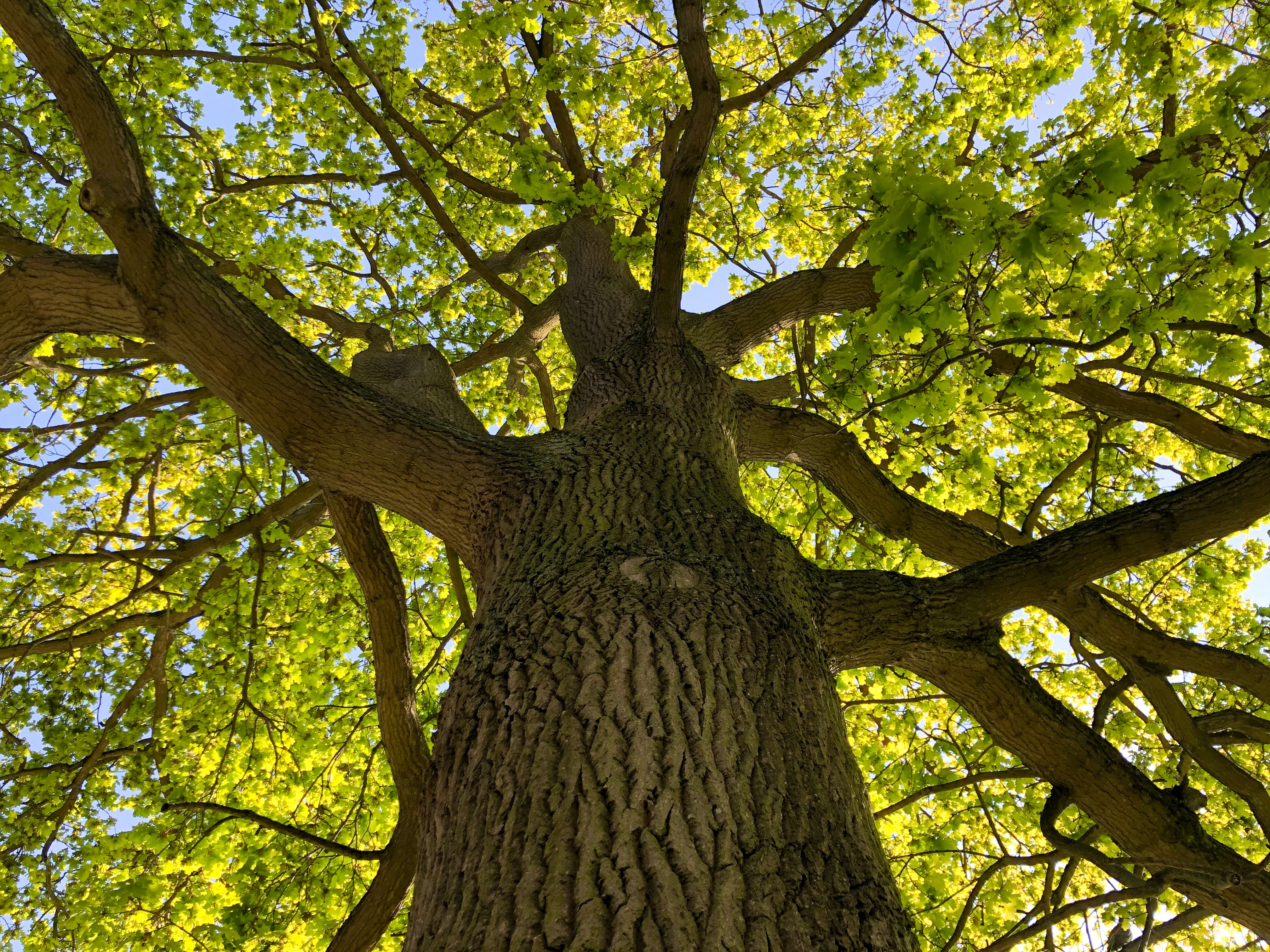 Eden Tree & Hedge Care