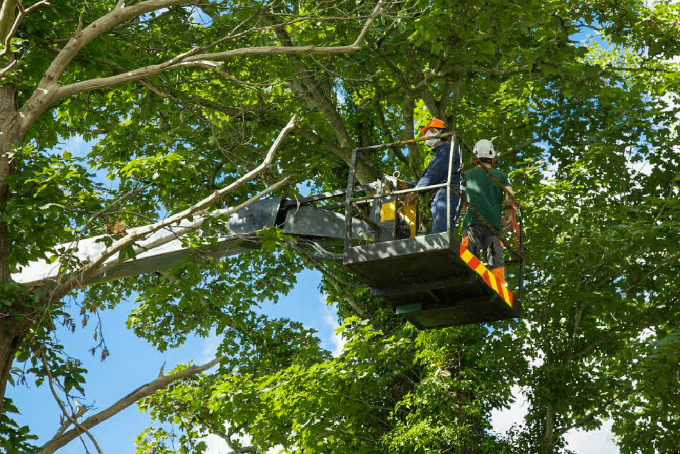 Eden Tree & Hedge Care