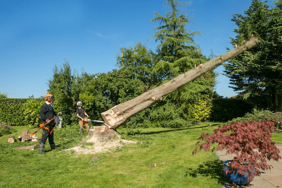 Eden Tree & Hedge Care