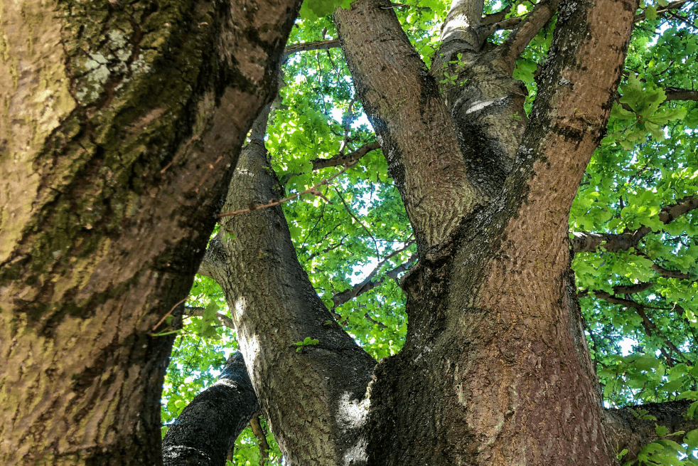 Eden Tree & Hedge Care