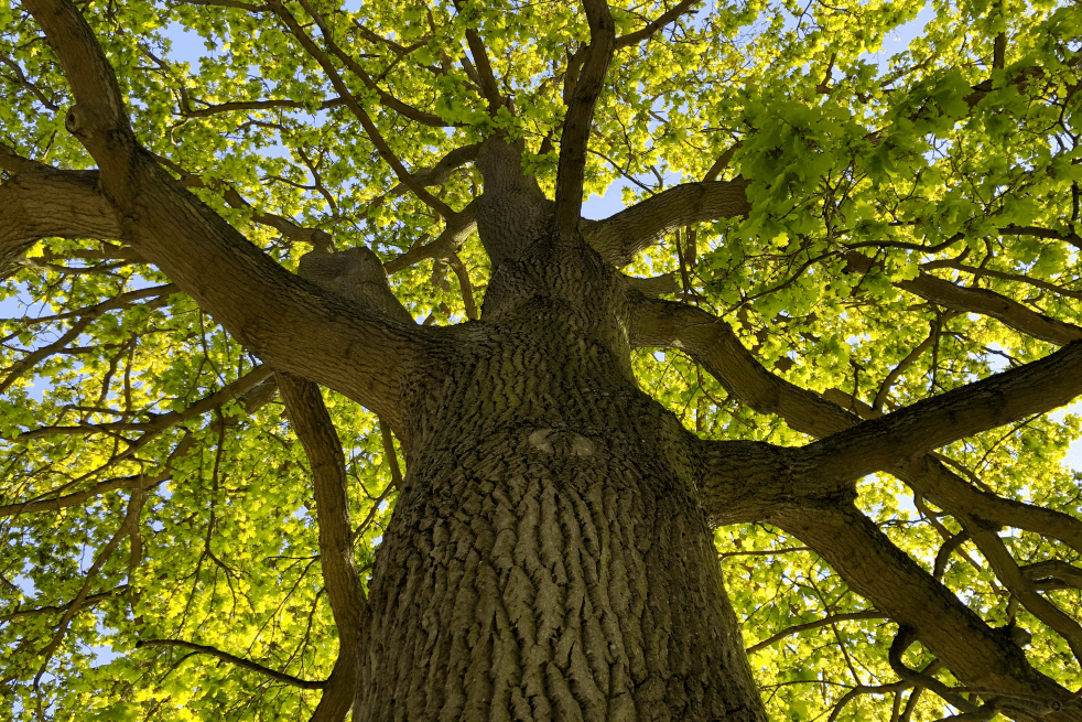 Eden Tree & Hedge Care