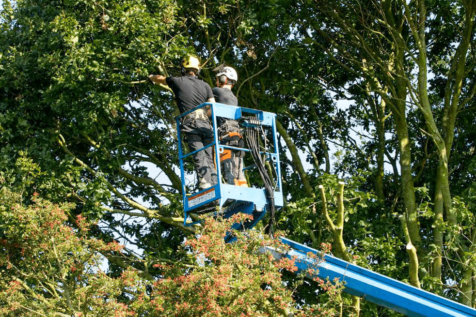 Eden Tree & Hedge Care