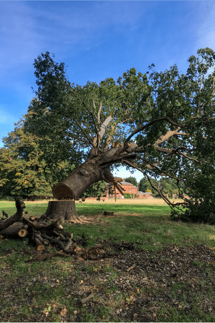 Eden Tree & Hedge Care