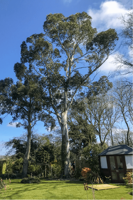 Eden Tree & Hedge Care