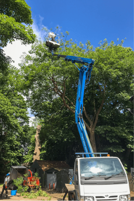 Eden Tree & Hedge Care