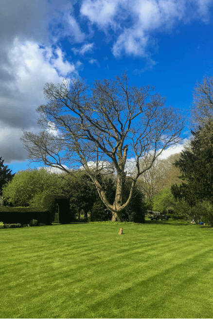Eden Tree & Hedge Care