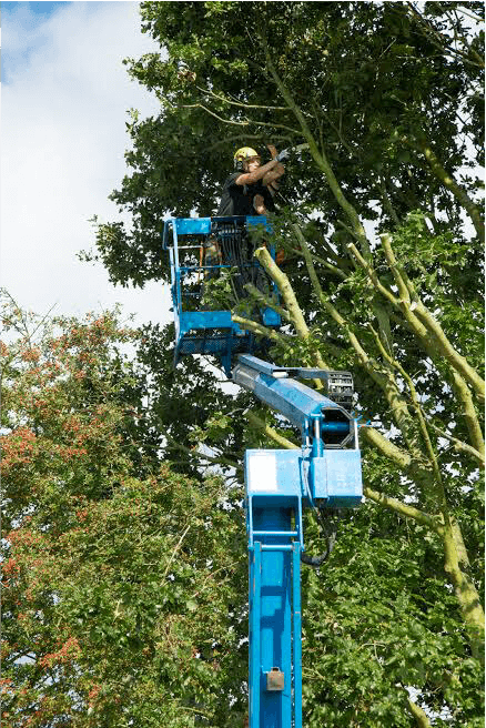Eden Tree & Hedge Care