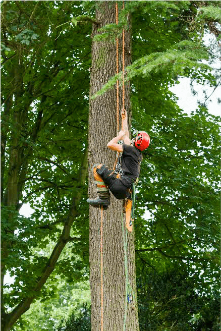 Eden Tree & Hedge Care