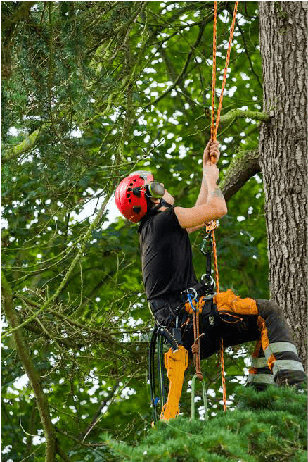 Eden Tree & Hedge Care