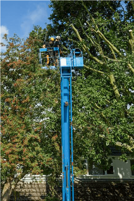Eden Tree & Hedge Care