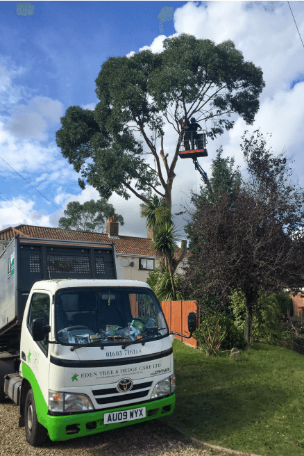 Eden Tree & Hedge Care