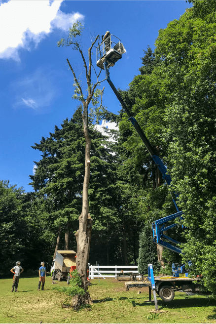 Eden Tree & Hedge Care