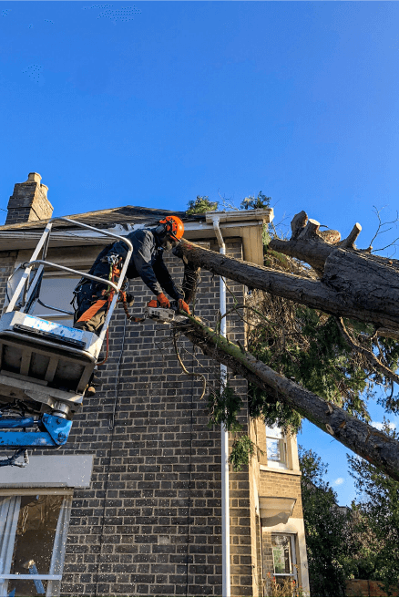 Eden Tree & Hedge Care