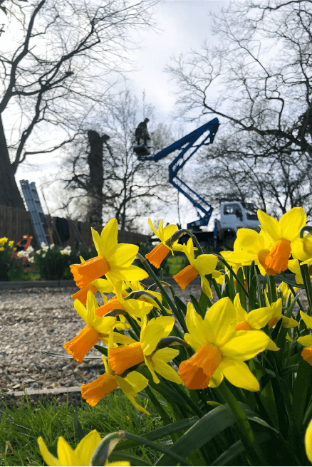 Eden Tree & Hedge Care