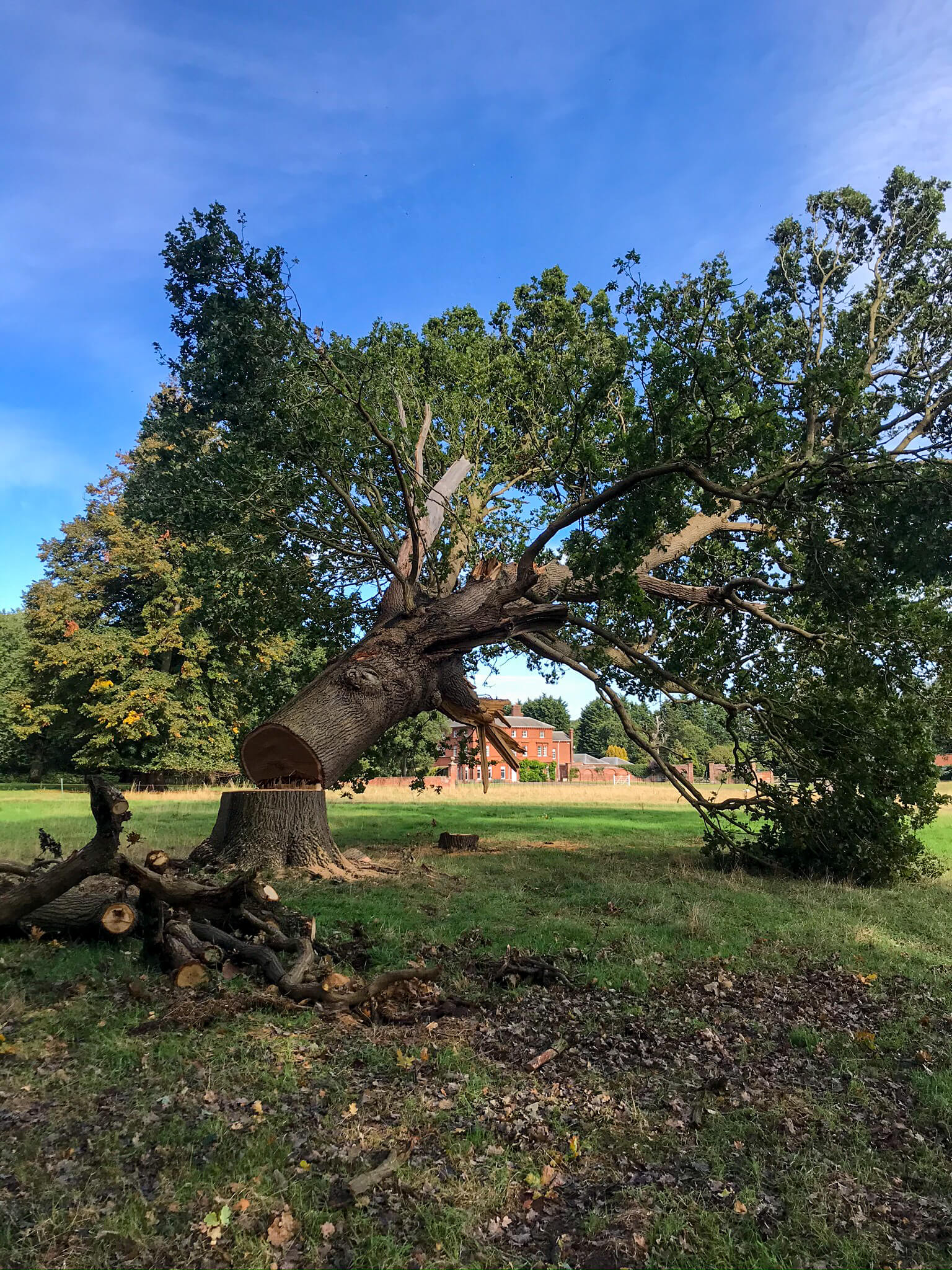 Injured tree