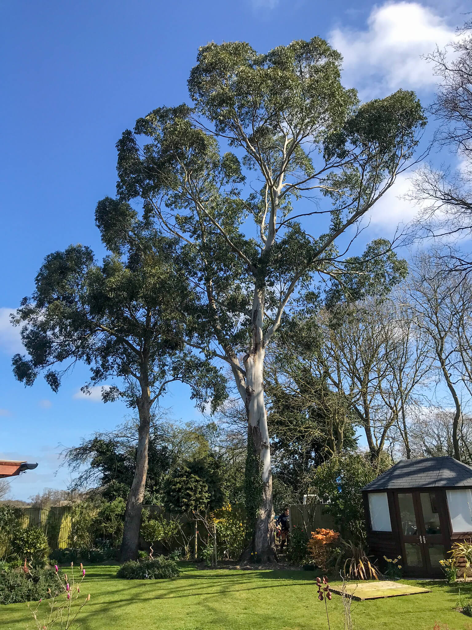 Lovely tree